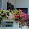 Как выращивать цветы на балконе