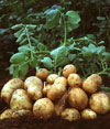 Как выращивать картофель