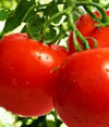 Как повысить урожайность томатов.