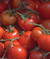 Как подготовить сильную рассаду томатов