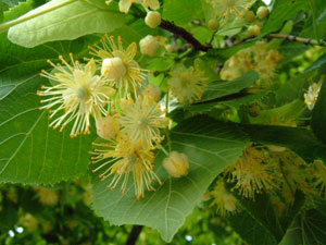 PERFUMES-TГ­lia-Linden-blossom--de-www.abundantifessetials.com